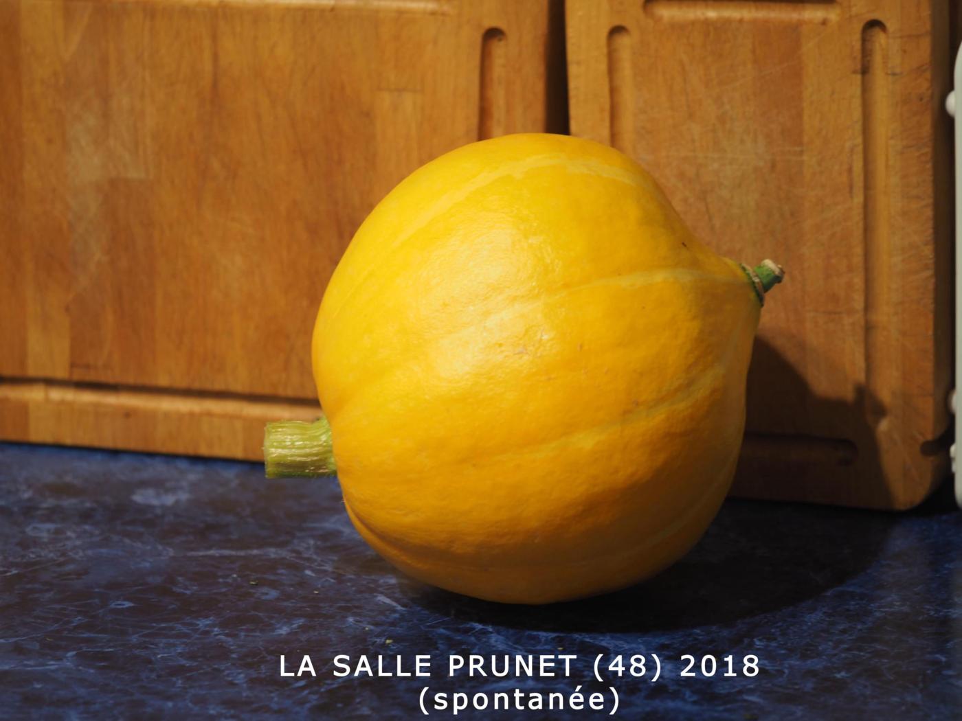 Pumpkin fruit